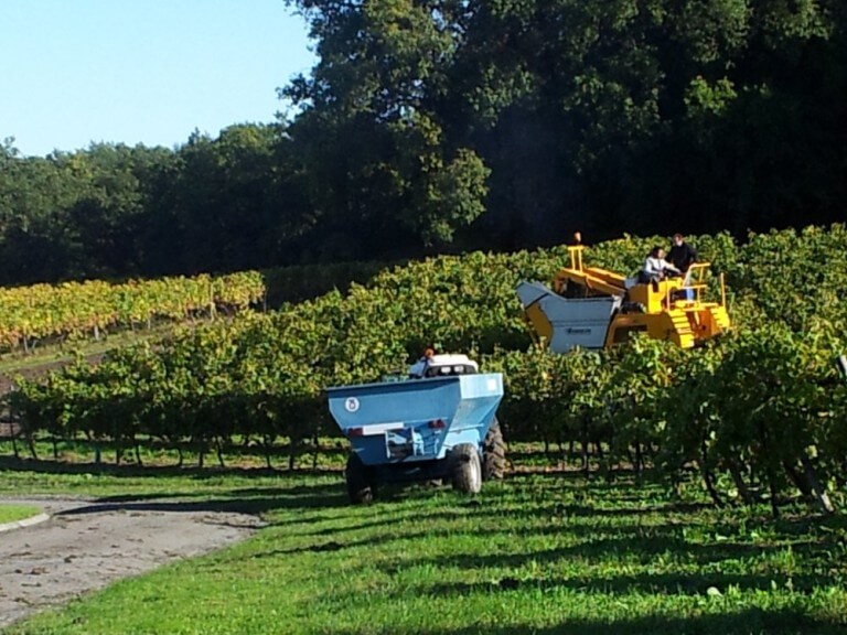 Harvest in the vineyards of cognac wit a picking machine