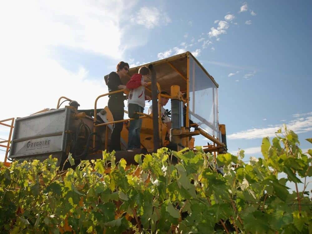 Harvest in the vineyards of cognac wit a picking machine