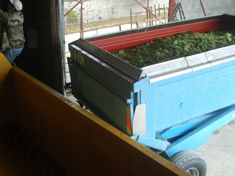 Harvest in the vineyards of cognac. Arrival at the estate