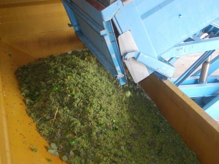 Harvest in the vineyards of cognac. Filling the pressing system
