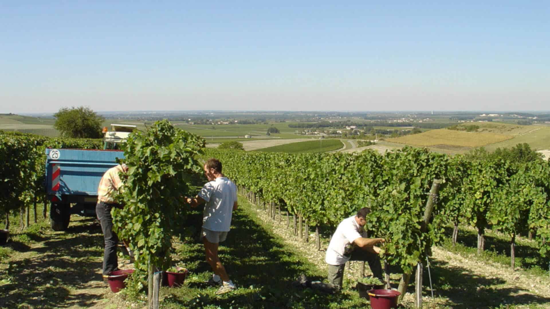 Manual and then machine harvesting in the Cognac vineyard