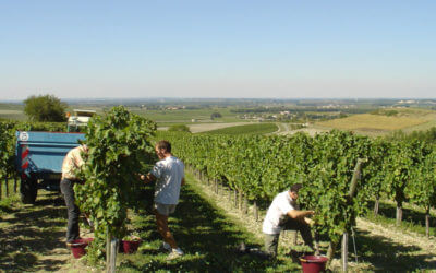 Harvest and Pineau des Charentes workshop