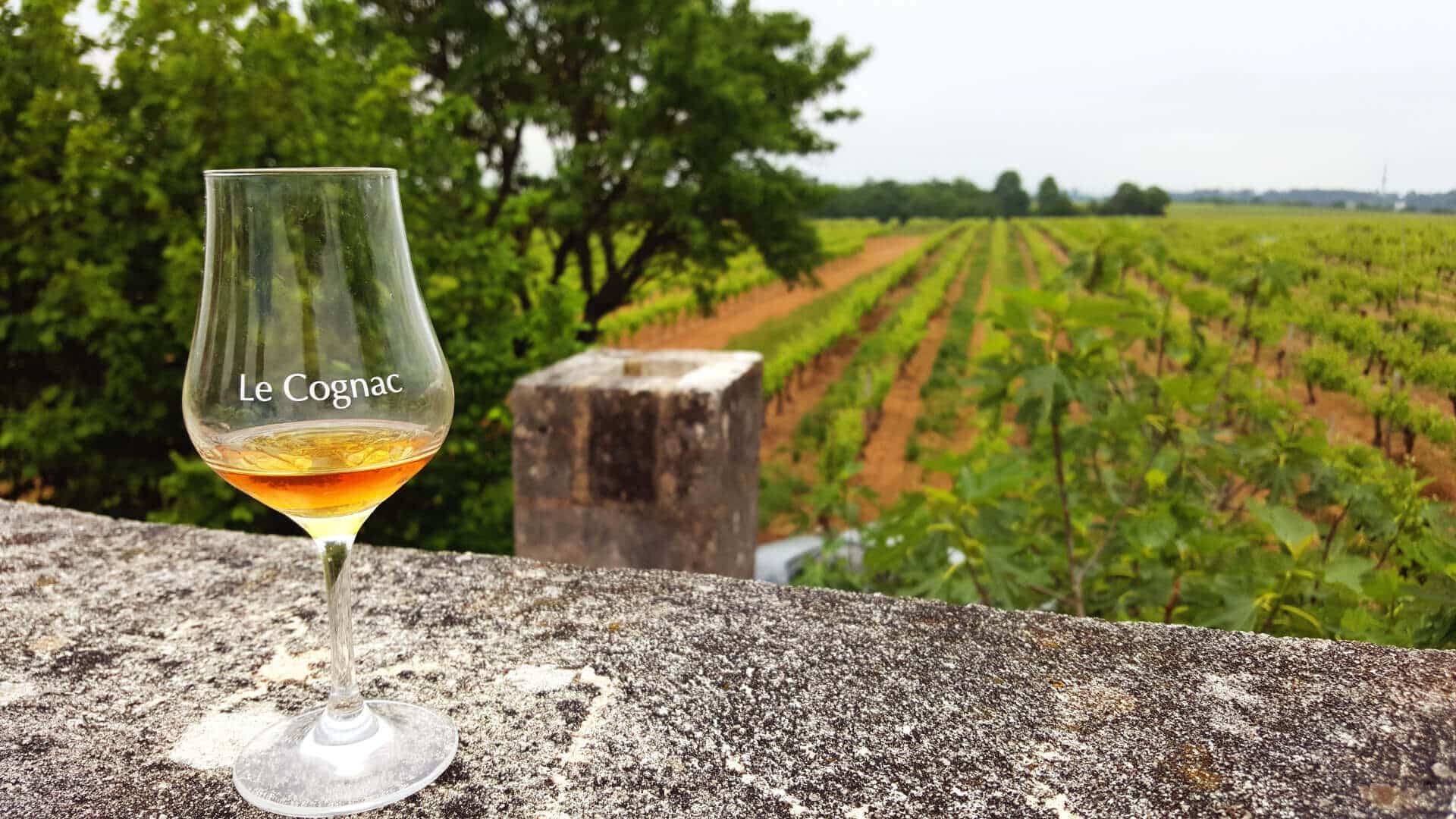 Dégustation de cognac dans les vignes de Grande Champagne