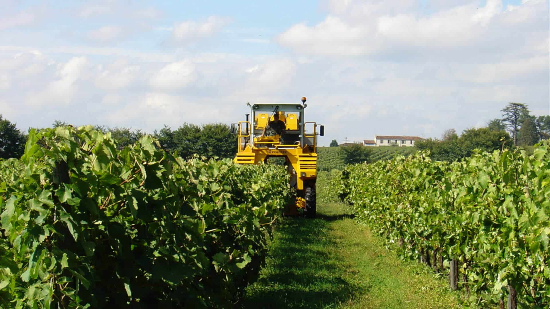 Harvesting machine in action in the cognac vineyard