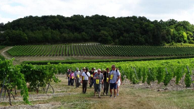 Balade gourmande en Grande Champagne, randonnée pour gastronomes