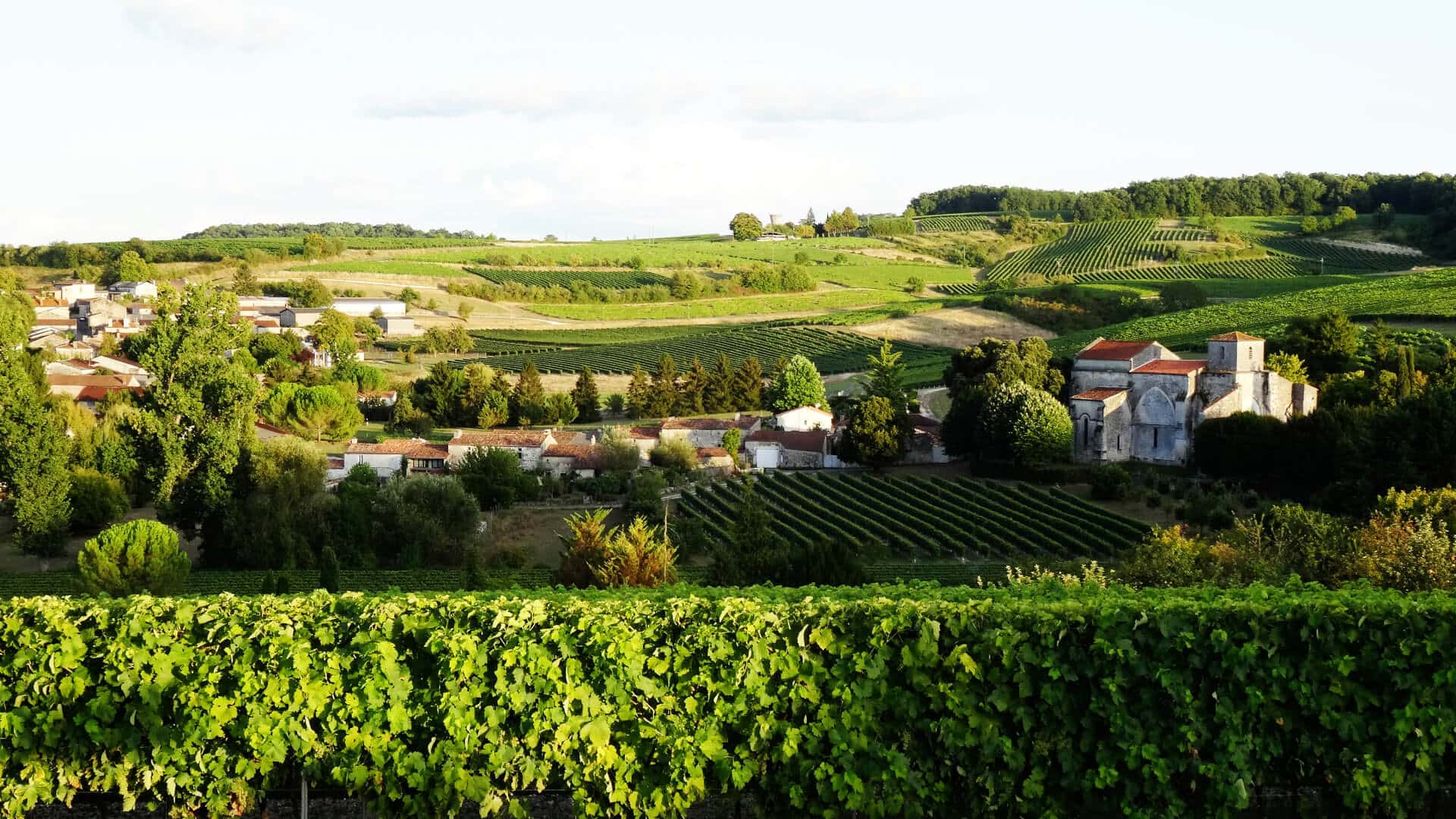 Dégustation de cognac dans les vignes de Grande Champagne