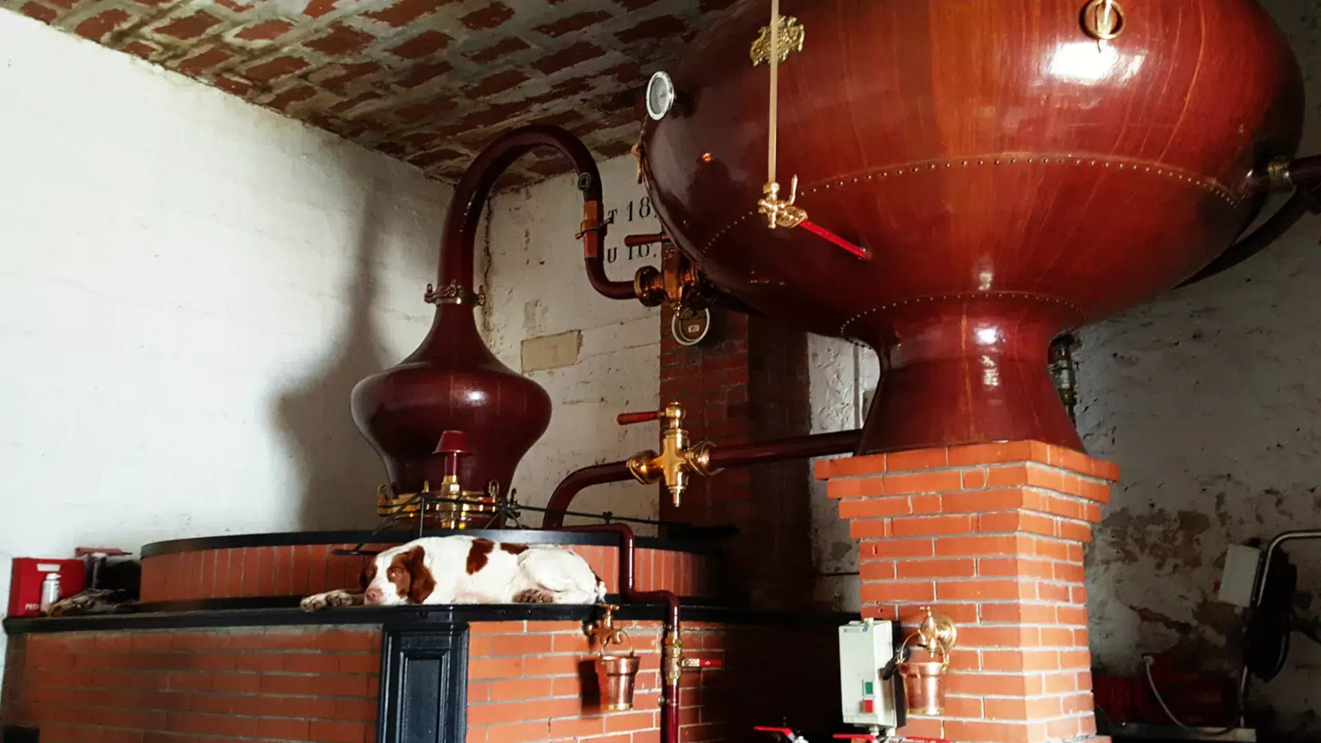 Visite des distilleries de cognac : un chien bien au chaud sur le foyer