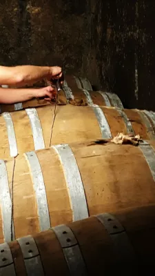 Visite de distilleries de Cognac : dégustation directement de la barrique